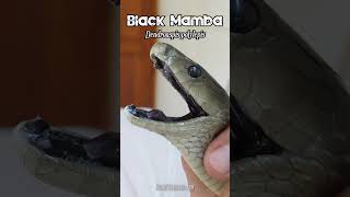 The black mouth of the Black Mamba Dendroaspis polylepis [upl. by Kotto]