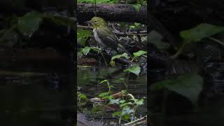 メジロの幼鳥 水浴びZosterops japonicus bathing in water353野鳥shorts [upl. by Nnaasil234]