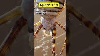 quotCrazy Spider Facts You NEVER Knew That Will Blow Your Mind 🕷️✨quot shortsfeed viralshort FactsMine [upl. by Clement66]