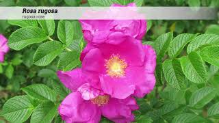 rugosa rose Rosa rugosa [upl. by Ennyleuqcaj]