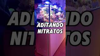 Subiendo nitratos 🪸 aquarium [upl. by Anitel]