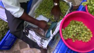 Export packing of Grapes for Bangladesh [upl. by Reifel]