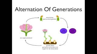 Alternation of Generations angiosperms [upl. by Elpmid]