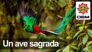 El Quetzal un ave exótica y sagrada [upl. by Atwater]