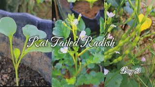 How to grow​ rat tailed radish🌱  ปลูกผักหูด🌱🌱 [upl. by Sears]