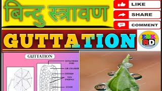 Guttation बिन्दु स्त्रावण Plant physiology topic [upl. by Nywles829]