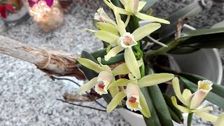 CUIDADOS de una orquidea CATTLEYA luteola [upl. by Happy]