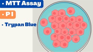 🛑 CELL VIABILITY ASSAYS  MTT Assay  Alamar Blue  Propidium Iodide  Cell TIter Glo [upl. by Eimile]