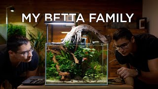 My Betta Family  chilling mood [upl. by Gnus]