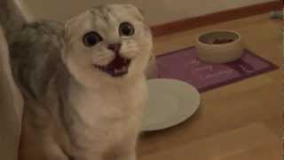 Scottish fold kitten meowing for food [upl. by Anahsed]