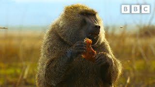 Baboon braves beehive in search for honey  Serengeti  BBC [upl. by Deraj517]