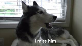 Ask Mishka the Talking Husky Do you miss your boyfriend [upl. by Adnorrahs]