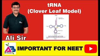 tRNA  Clover Leaf Model by Holley CCAArm TLoop Anticodon Loop DHU loop [upl. by Laeria270]