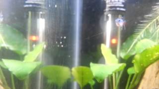 Nerite Snail Babies Hatched eggs in Freshwater [upl. by Analim]