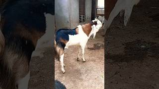 goat palan houseyoutubeshorts shortfeed bakra [upl. by Ayekahs]