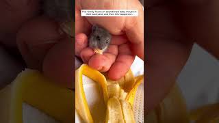 This family found an abandoned baby mouse in their backyard and then mouse babymouse short [upl. by Nirhtak]