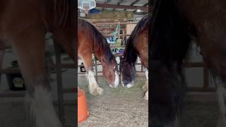 Is This The Night😉😏🫶 love clydesdale horses amore relationship equine [upl. by Suicul]