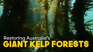 Cayne Layton  Restoring Australias giant kelp forests [upl. by Zanas181]