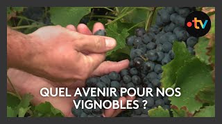 Les vins rouges en crise dans le Vaucluse [upl. by Naples]