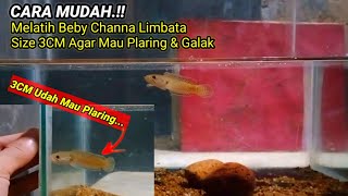 Cara Mudah Melatih Beby Limbata Ukuran 3cm  Cara Membentuk Mental Channa Limbata Agar Plaring [upl. by Mas937]