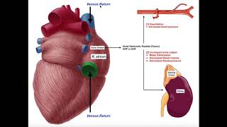 Release amp Functions of Atrial Natriuretic Peptide ANP [upl. by Attelocin]