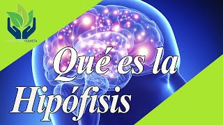 Hipófisis glándula pituitaria qué es características funciones [upl. by Dedie]