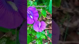 Centrosema virginianumclitoria dentre outros nomes planta interessante linda shorts 🇧🇷 [upl. by Maise]