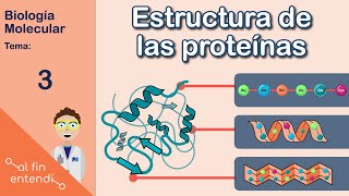 Estructura de las proteínas y enlaces que la estabilizan Al fin entendí Biología molecular [upl. by Nickles452]