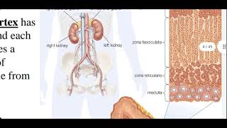 Pharmacology3 Adrenocortical Hormone [upl. by Anahir]