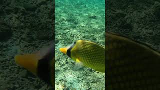 Latticed Butterflyfish Chaetodon rafflessi fish snorkeling travel scubadiving gopro ahmed [upl. by Okechuku]