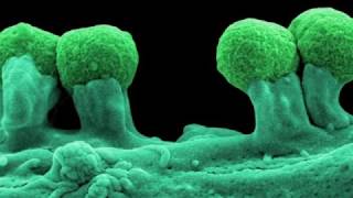 Top 10 Best Bacteria on Earth [upl. by Rocker]