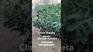 Shivam nursery Jalalabad youtubeshorts greencarenursery evergreenplant greentreeplantnursery you [upl. by Satsoc433]