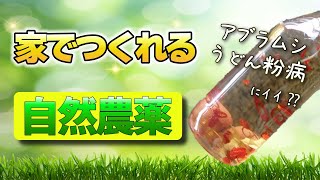 【家でつくれる】自然農薬【アブラムシ・うどんこ病に効果あり⁉】ゴボウ栽培【家庭菜園】 [upl. by Albright]