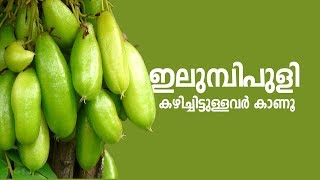 ഇലുമ്പിപുളി കഴിച്ചിട്ടുള്ളവര്‍ കാണൂ [upl. by Nissie]