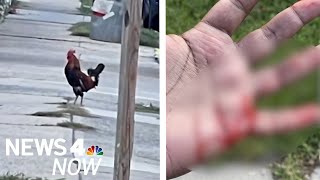 Terrorizing Rooster That Scared Neighbors for Years Attacks Man Walking on NYC Street  News 4 Now [upl. by Adnolor]