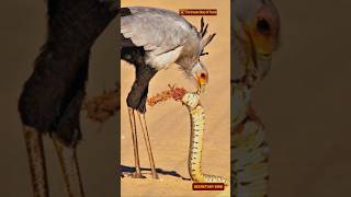 Meet the Secretary Bird Africas SnakeStomping Raptor SecretaryBird SagittariusSerpentarius [upl. by Jairia]