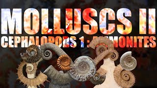 Mollusca II  Cephalopods part 1 Ammonites [upl. by Ahsienel]