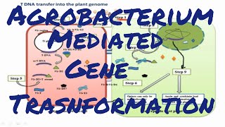 Agrobacterium mediated gene transformation [upl. by Llertnahs834]