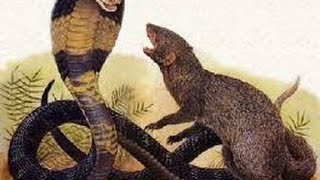 The Mongoose is attacked by a cobra [upl. by Anitnatsnoc]