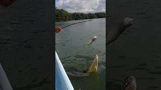 TourGuide feeding a crocodile🐊😳 [upl. by Umont396]