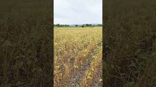 Soybean farming [upl. by Ayikur]