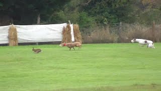 Hares running for their lives at Raharney coursing [upl. by Atinet]