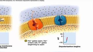 The Nerve Impulse successive action potentials traveling down an axon [upl. by Alegnave]