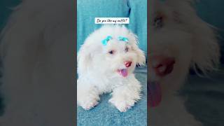 cute maltipoo puppy dog maltipoo cutedog [upl. by Meensat]