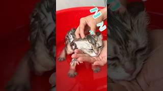 The kitten fell asleep in the bath Click to watch the full version [upl. by Ellevehs]