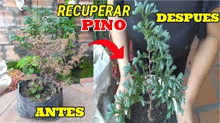 🌲Como❓ RECUPERAR un PINO 🌲 AZUL fácil y rápido 001  JardinTeresita925 👌👀 [upl. by Atinar]