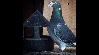 Homing Pigeon pigeon pigeonracing racingpigeon kalapati merpati kabootar kabutar frumos [upl. by Golanka]