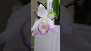 Laelia alaorii orlata white [upl. by Evans514]