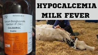 MILK FEVER HYPOCALCEMIA  CONECPT amp TREATMENT [upl. by Mckee113]