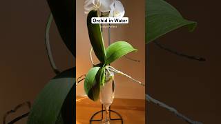 Can Orchid Plant survive in just water plantcare orchids plantlovers [upl. by Thgirw]